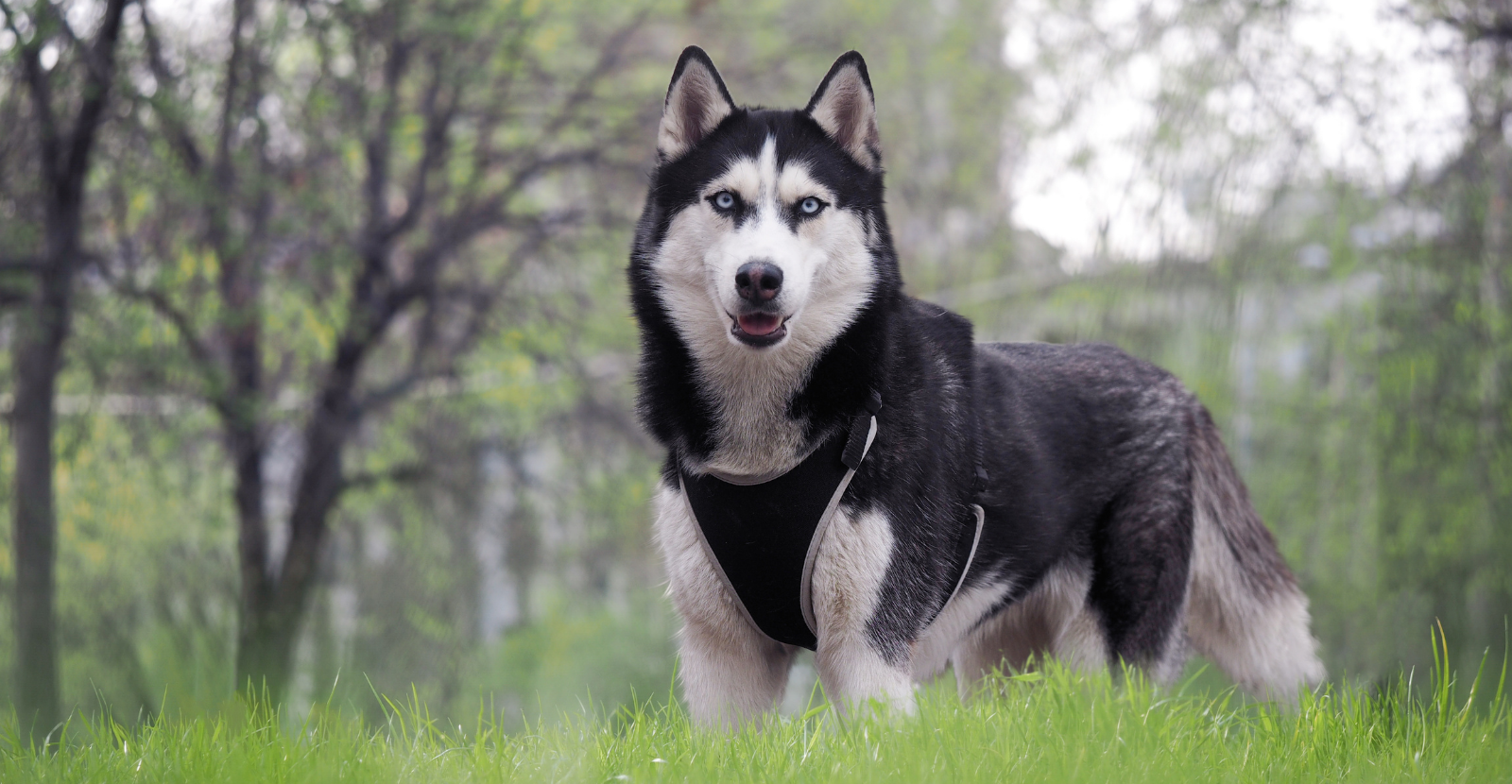 Husky good best sale guard dog